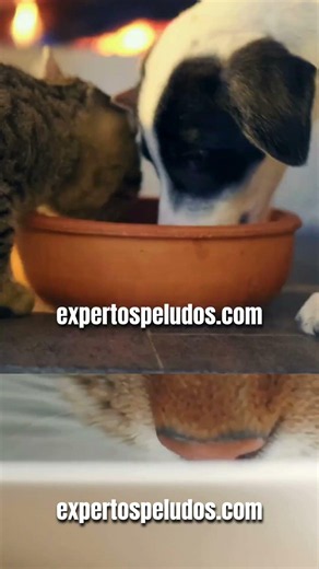 El gran mito de la leche para gatos 🥛🐱 #expertospeludos #gatos #gatosencasa #bienestaranimal #cat