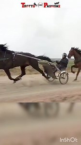 234K views · 6.2K reactions | Training spettacolare  Il suono degli zoccoli è magia ✨ El mago Pellini  Target Kronos  Bravo Navarone  #adriankolgjini | Trotto che Passione | Facebook