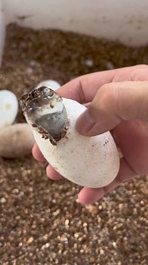 Daily African Animals on Reels