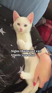 Earning a cat’s trust is truly amazing. ❤️ #cat #cats #cats101 #kitty #catlife #catsofinstagram #reels #catfacts #cateducation #catfactsdaily #instacat #catbehavior #kittensofinstagram #kitten | The Cat Crew