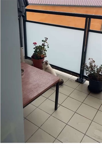 #fyp#animal#chat#mbb#neige❄️