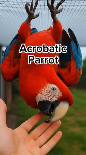 Acrobatic Parrot Hangs Upside Down Like a Circus Star!