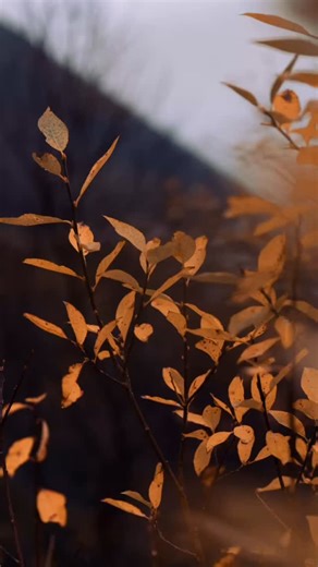 Let’s enjoy the last glimpse of autumn colors before the snow takes over completely! #autumn #naturecolors #hiking #northernnorway #visittromso #visitnorway | Lauklines Kystferie