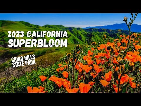 California Superbloom - Chino Hills State Park