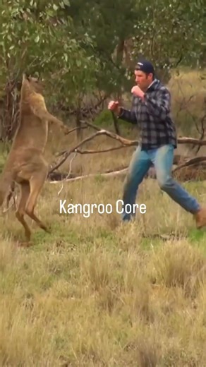 Kangaroo Chaos 😂 The Funniest Kangaroo Moments Ever! #funny #comedy #animalshorts