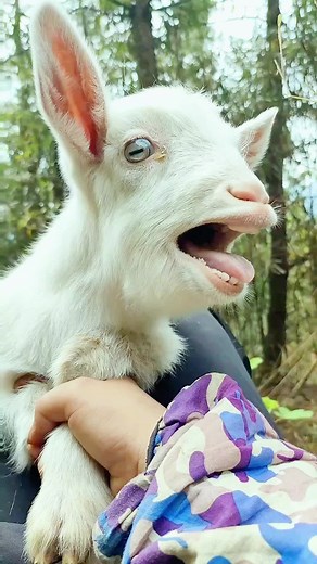 Adorable Sheep Moments That Will Melt Your Heart