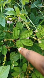 1.5M views · 22K reactions | Touch me not Plant 勞 #fbreels | Viral Side | Facebook