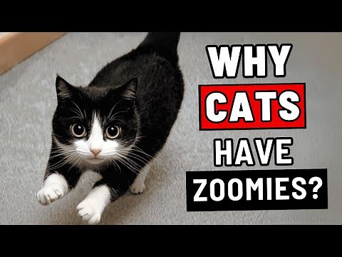 The REAL Reason Why Your Cat Has Zoomies (and What Does It Have to Do WITH YOU)
