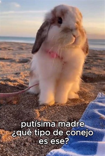 Tipos de conejos: ¿cuál es el más lindo?