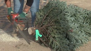 Albuquerque Christmas tree farm Roybal's Christmas Trees in the family since 1960s
