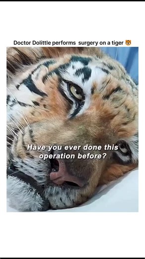 clipzy on Instagram: "Title: Doctor Dolittle – Surgery on the Tiger 🐅 Show: Film Characters: Dr. John Dolittle, Injured Tiger Scene Type: Fantasy / Adventure / Medical / Animal Rescue Premise: In *Doctor Dolittle*, Dr. John Dolittle uses his unique ability to communicate with animals to save a critically injured tiger. Treating the tiger like any other patient, Dolittle performs a risky but compassionate surgery, guided by the animal’s own fears and trust. The moment highlights his extraordinar