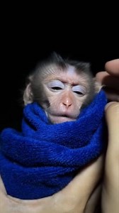 Calming a Whimpering Monkey in the Middle of the Night | Monkey Mean Mean
