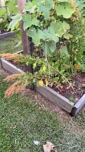 Quinoa Plant Harvesting Tips and Tricks