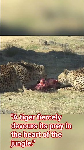 Tiger Eating Its Prey in the Wild JungleDescription