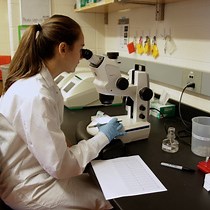 Video: Measuring Caenorhabditis elegans Sensitivity to the Acetylcholine Receptor Agonist Levamisole