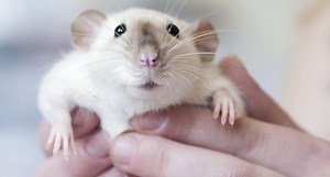 35 Rat Puns All Your 'Mouseketeers' Will Love