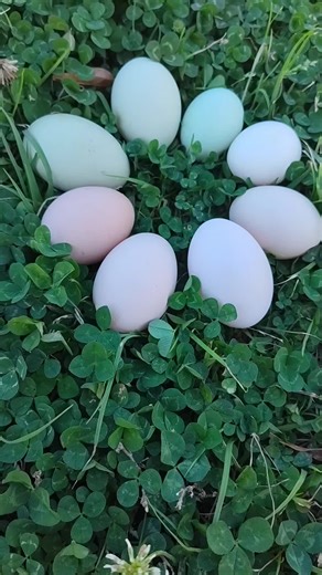 these pastel eggs remind me of spring