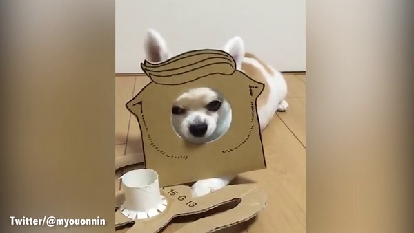 Woman dresses up her tiny Chihuahua in cardboard costumes