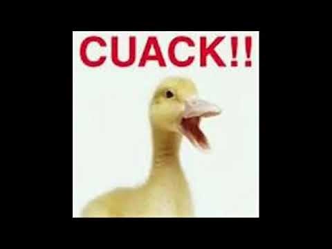 Sonido de pato