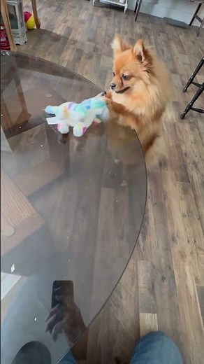 Lucy vs. The Wind-Up Toy 🤖🐕