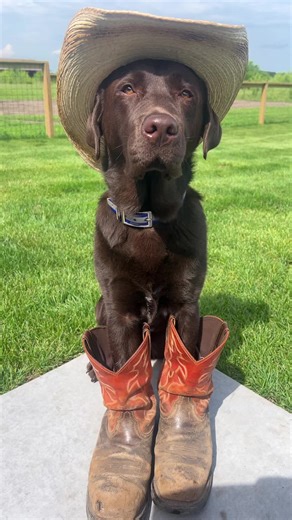 The song says it all 🤠😎 #dogsoftiktok #country #labrador | dog