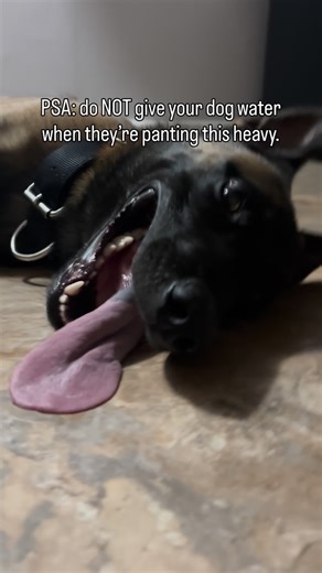 Jäger (YAY-ger) on Instagram: "The most important question is “Why?” and here’s the answer: You should wait a few minutes to give your dog water after intense play or exercise because of how their body handles temperature, breathing, and digestion under physical stress. Dogs pant hard to cool themselves. If they immediately start gulping water they swallow lots of air along with water, which can cause stomach distension (bloat). This is especially risky for deep-chested breeds (like Malinois, Sh