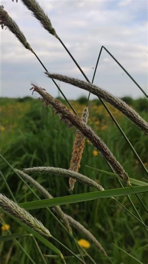 A delicate spring meadow, filled with the scent of fresh wildflowers and flowers. #Shorts