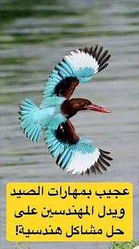 طير عجيب في الصيد ويدل المهندسين على حل مشاكل هندسية! - أنواع وأصوات الرفراف Kingfisher في السعودية