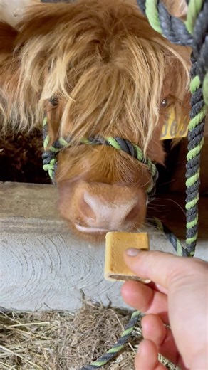 It takes time to start to cookie addiction with some Calves…why do we pursue it? Because it’s a reward. It’s a treat. It’s a way to move cattle without stress. It’s a negotiating tool. And it’s a bridge that tells our cows that they get something when they interact with us. So yes…send more cookies, Niobe is now on the hook🍪🥠🍪 | Sheppard Farms