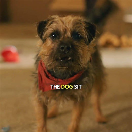 The Saddest Game of Fetch You’ll Ever See 😭