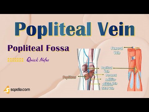 Lower Limb: Popliteal Fossa | Popliteal Vein