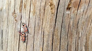 Lygaeus equestris, Lygaeus simulans Seed Bugs (or ground bugs) on a wooden log