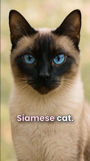 Top 10 Most Beautiful Cat Breeds in the World #shorts #cats #pets