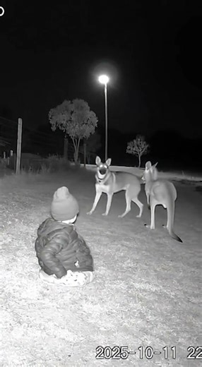 Shocking CCTV Video: Kangaroo Hits Child — Loyal Dog Jumps In to Rescue!