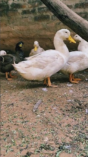 Cutest Ducks on Earth You’ll Fall in Love 😍🦆