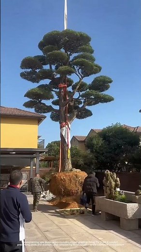 Pruning Before Transplanting Is Important !