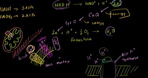 Electron transport chain