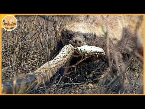 Les attaques de ratels les plus féroces filmées à la caméra | Animaux sauvages