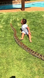 So many emotions for a snake ft. Dean Schneider 😱🔥 #snake #python #cuddle #cats #dogs #cuddling #cuddlingpets #lionvideos #animals #animalvideo #cuteanimals #wildlife #lionking #deanschneider #deanschneiderlions | Dean Schneider Fans Forever