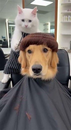 When Your Dog Gets a Fresh Haircut 🐾✂️ #funny #epicfails #dog