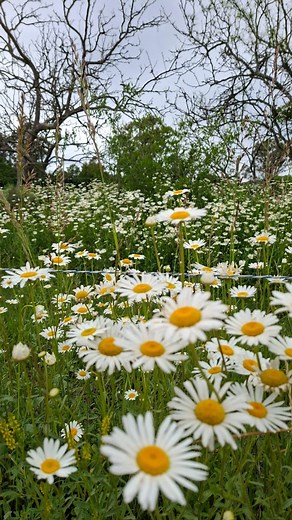 Rescatado es mi raza favorita!🐴✨️ Cada caballito tiene un nombre. Una historia. Y un corazón enorme que quiere sanar. Vos podés ser parte de su nueva vida. 💚 Podés amadrinar o apadrinar y ser un guardian del CRRE! Con un aporte mensual ayudás a su alimento, medicación y recuperación. Y nosotros te mandamos fotos, avances, mimos y relinchos digitales del caballo que elijas. Si algún día se preguntan quién cambió su historia… La respuesta puede ser vos. 📩 Escribinos para sumarte o ingresa por m