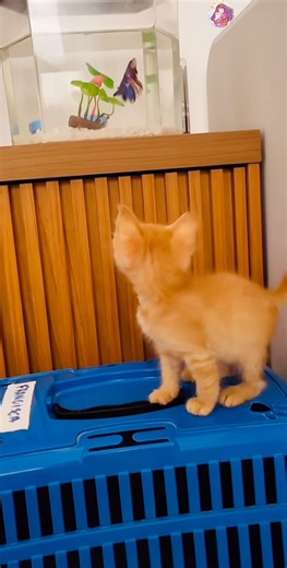 Tiny hunter vs fish tank 😍 #shorts #short #cat #youtubeshorts #trending #viral #funny #youtube