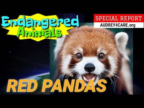 RED PANDAS | Special Report - Endangered Animals | Best Science for Kids