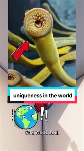 A compilation of uniqueness in the world, see the video until the end of 2 countries! #usa_tiktok #usa #animals #countryballs