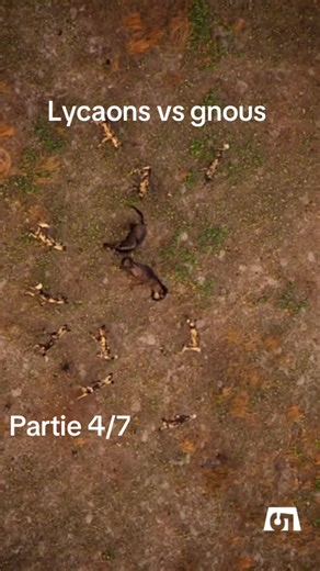 #viral #pourtoi #animaux #viral #combat