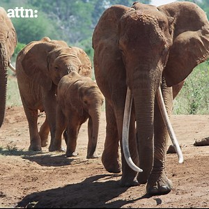 304K views · 3K reactions | This groundbreaking access to wild elephants will change how you see them forever. Made in partnership with #TheElephantQueen | ATTN: | Facebook