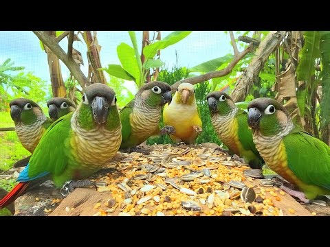 3 Hour Green cheek conure sounds : The green-spotted parrots compete for food in the morning.