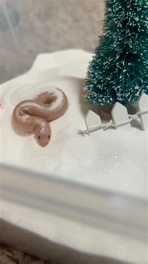 Taylor Nicole Dean on Instagram: "simulated a little snow day for buttercup 😌 #pets #animals #reptiles #snakes #cuteanimals"