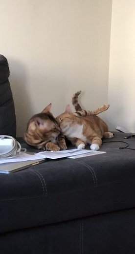 Adorable Cat Cuddle Time with Corpse Husband Music