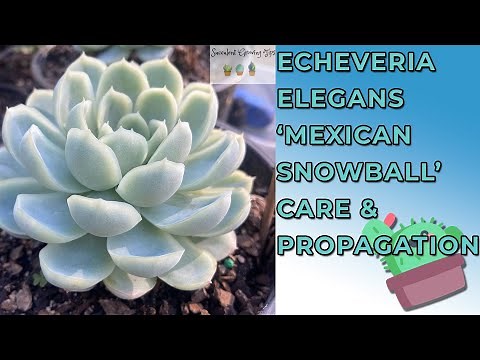 Echeveria Elegans 'Mexican Snowball' Care & Propagation